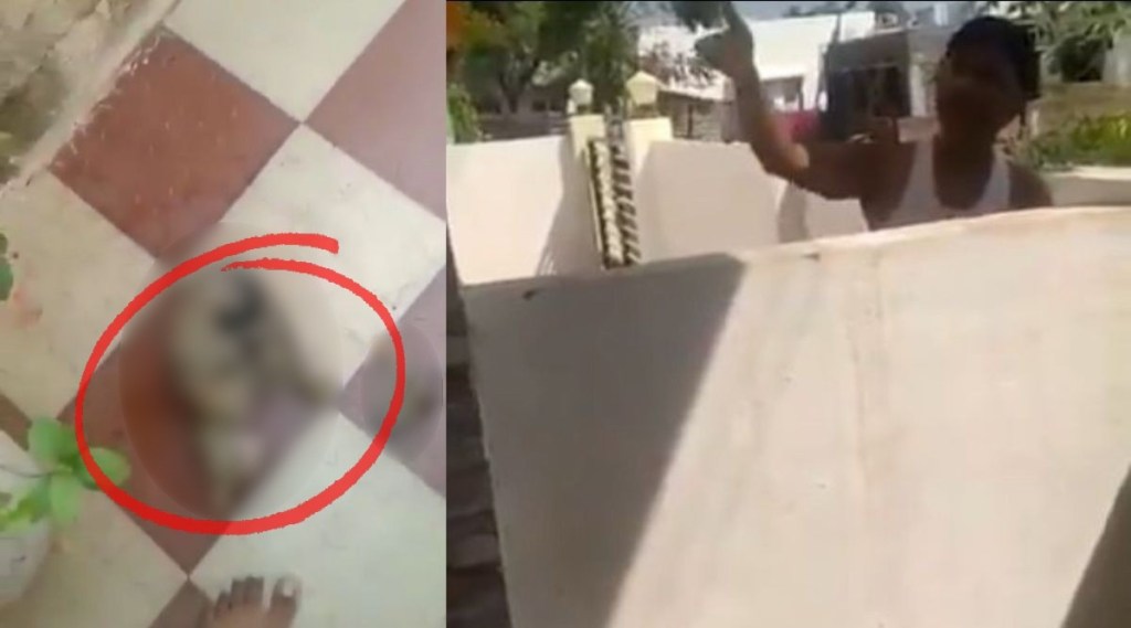 Jalgaon, Cat, Firing on Cat, मांजर, मांजरी