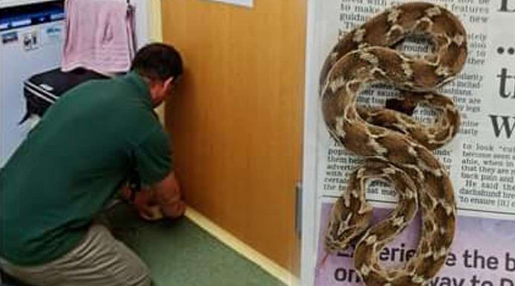 Poisonous snake