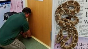 Poisonous snake