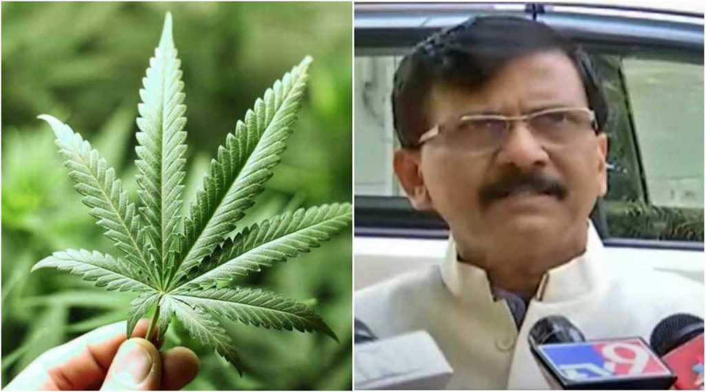 महाराष्ट्रात गांजा-अफुची शेती पिकते आणि ते कापून आम्ही आमच्या गच्ची-टेरेसवर ठेवतो, असं… : संजय राऊत