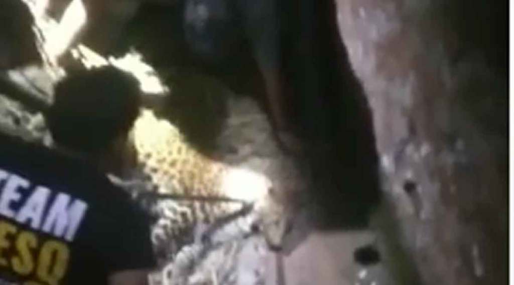 अखेर बिबट्याला पकडण्यात वन विभागाच्या अधिकाऱ्यांना यश