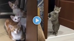 Viral video: शेजारच्या भांडणात मांजरीने केला असा प्रँक, व्हिडीओ पाहिल्यानंतर तुम्हाला हसू आवरता येणार नाही!