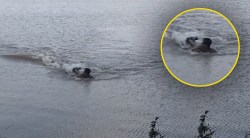 तलावात पोहणाऱ्यावर मगरीने हल्ला केला अन्…; थरार व्हिडीओमध्ये कैद