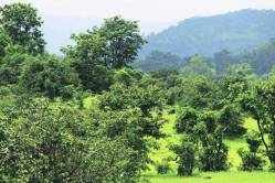 वृक्षवल्ली सोयरी वगैरे…