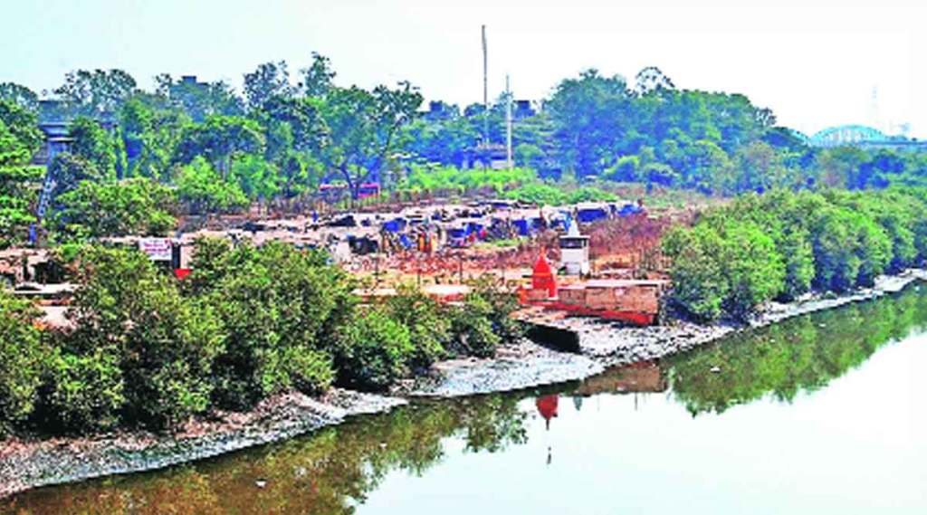 देसाई खाडीत खारफुटी सहयोगी वनस्पतींची लागवड