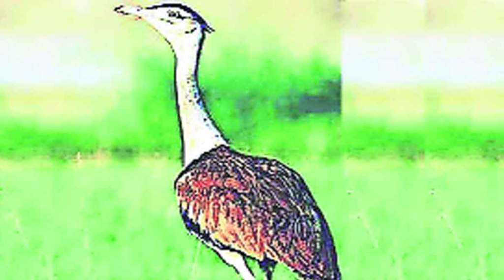 माळढोकच्या संवर्धनासाठी जगभरातून प्रयत्न