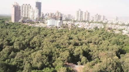 मुंब्रा खाडीतील खारफुटीवरील अतिक्रमण हटविले