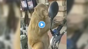 monkey-saw-himself-in-mirror-video-viral