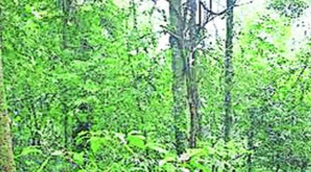वनसंरक्षण कायद्यातील बदलांवर स्वयंसेवी संस्थांचा आक्षेप