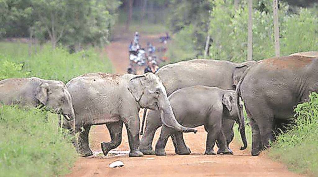 २३ हत्तींचा कळप छत्तीसगडमार्गे गडचिरोलीत दाखल