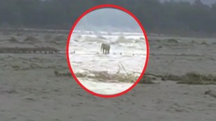 officers save elephant in rain