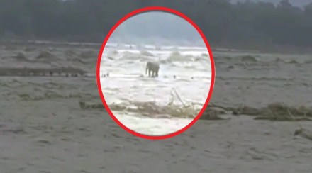 officers save elephant in rain