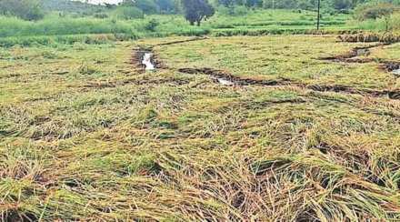 सततच्या पावसाने इगतपुरीतील भातशेती अडचणीत