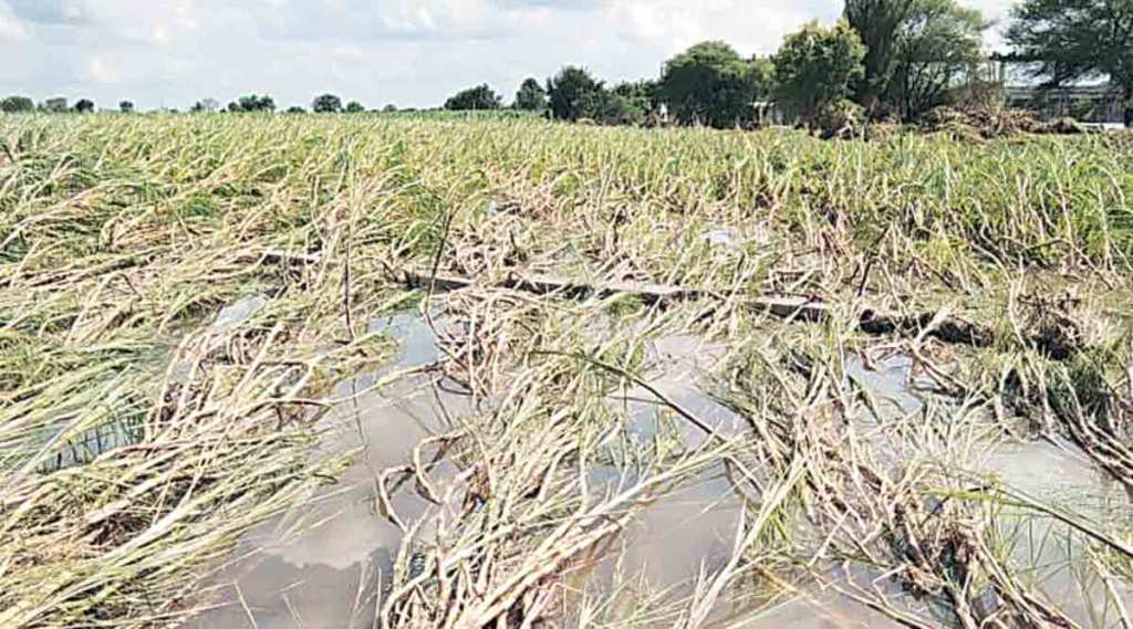 ओल्या दुष्काळाची मागणी; पावसाचे पुन्हा भय