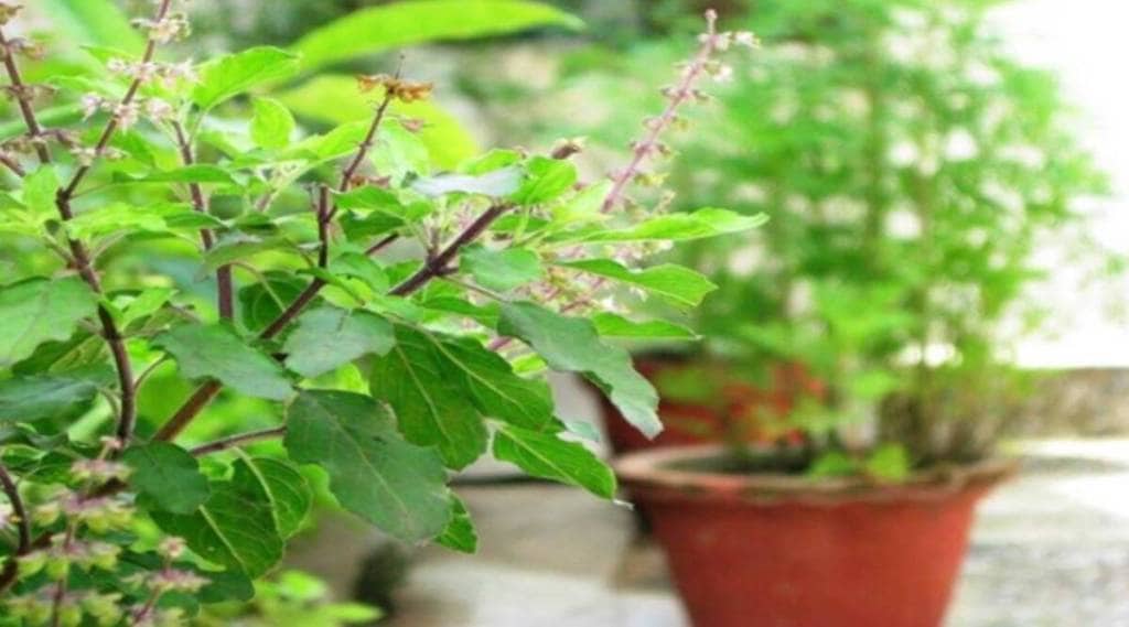 tulsi-1