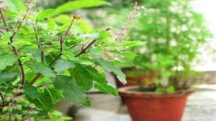 tulsi-1