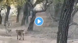 याला म्हणतात हर कुत्ते का दिन आता है… सिंह कुत्र्याला घाबरुन पळाला अन् व्हिडीओ व्हायरल झाला