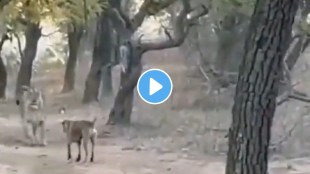 viral video of dog and lino fighting