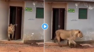 viral video of lion