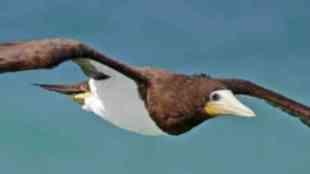 Bird travels record-breaking