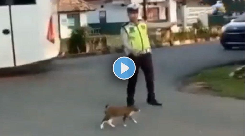 Cat-Road-Crossing-VIRAL-VIDEO