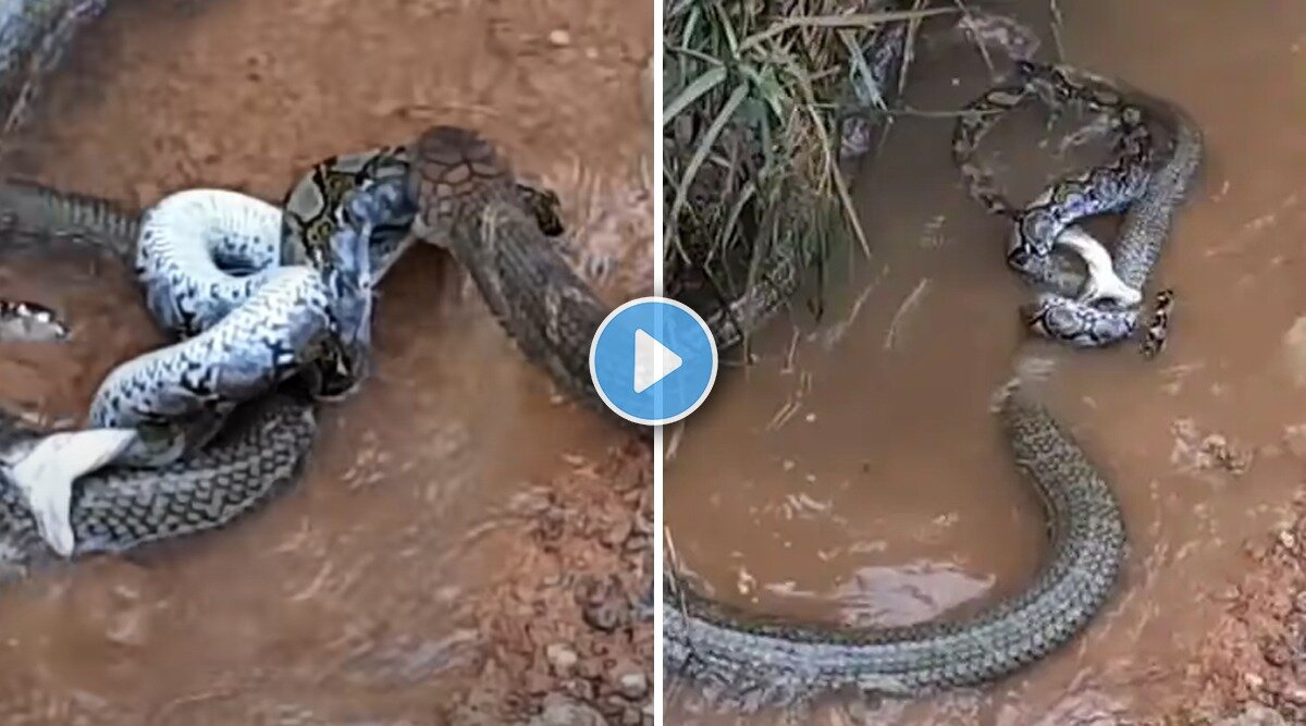 cobra azgar ki fight king cobra vs python fight video nag nagin ki ...