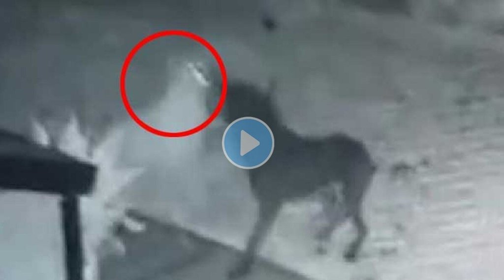 Dog-ghost-video-viral (1)