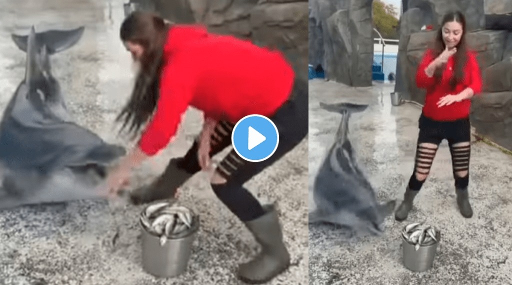 Dolphin_Dance