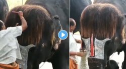 VIRAL VIDEO : तुम्ही कधी हत्तीची अशी हेअर स्टाईल पाहिलीय का? आंघोळीसाठी ४५ हजार रूपयांचा घेतो स्पेशल शॉवर