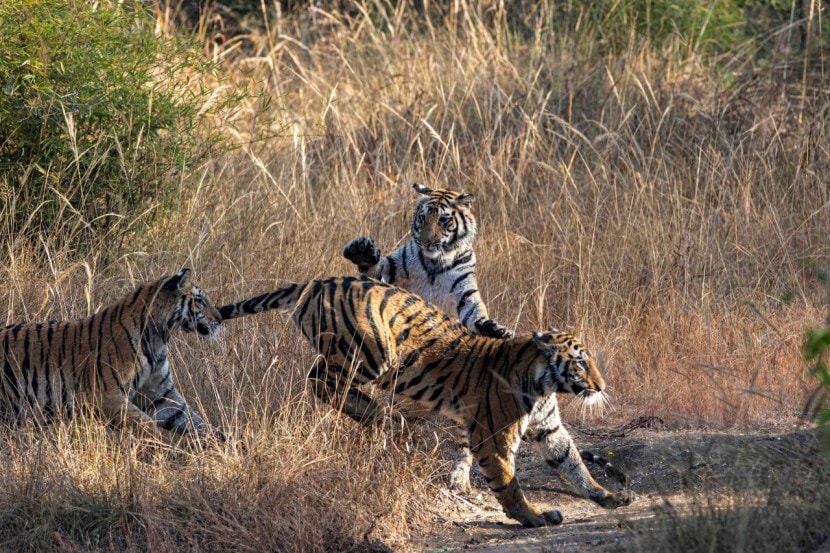 Tiger Wildlife Photography Hemant Sawant