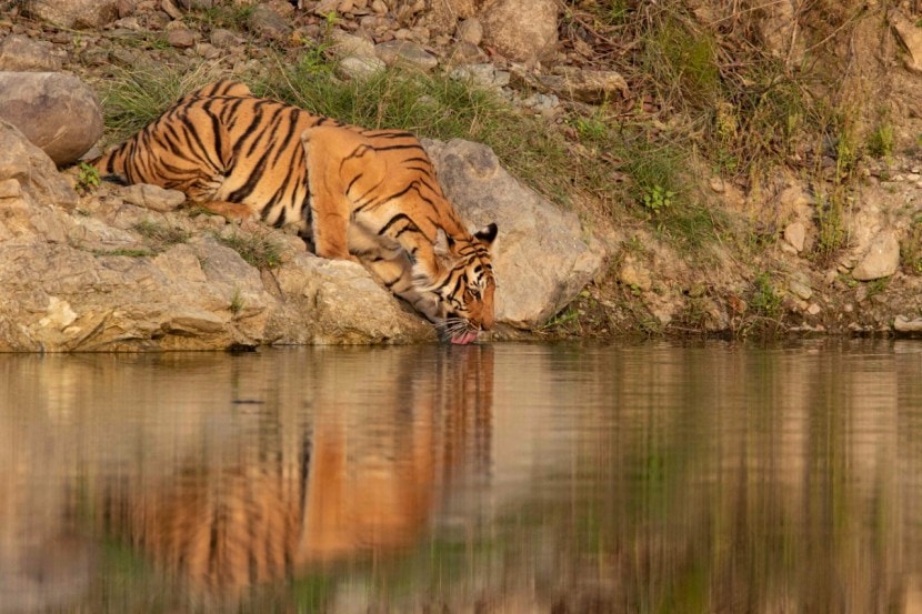 Tiger Wildlife Photography Hemant Sawant