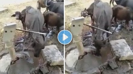 buffalo-using-horn-to-drink-water-viral-video buffalo-using-horn-to-drink-water-viral-video