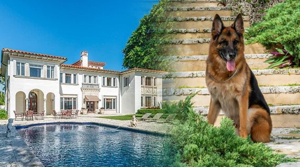 dog selling his castle