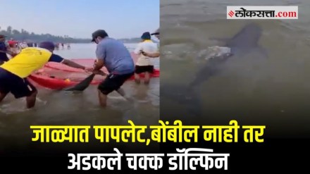 dolfin at malvan sea