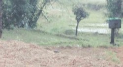 कोल्हापुरला अवकाळी पावसाने झोडपले; शेतीची हानी