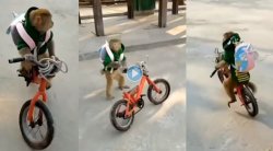 पाठीवर दप्तर घेऊन सायकल चालवणाऱ्या माकडाचा हा VIRAL VIDEO पाहाच…; नेटकरी हसून लोटपोट