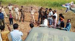 लांडग्याच्या रूपाने मेळघाटात नवा मानव-वन्यजीव संघर्ष ; एक मृत्युमुखी, ३० नागरिक जखमी
