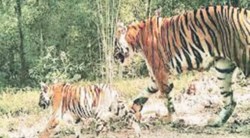 व्याघ्र कक्ष समितीचे गांभीर्य हरपले