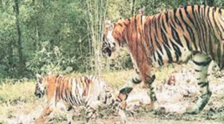 व्याघ्र कक्ष समितीचे गांभीर्य हरपले व्याघ्र कक्ष समितीचे गांभीर्य हरपले