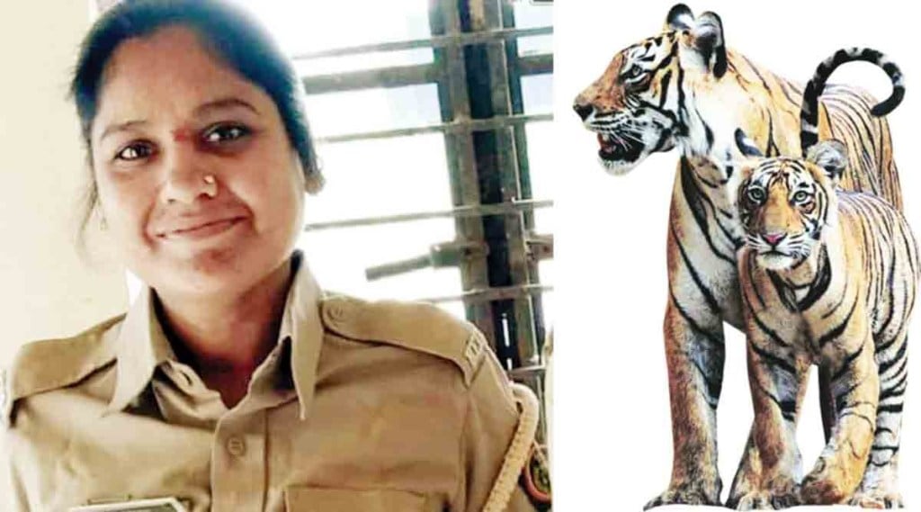 व्याघ्र गणनेतील त्रुटी उघड ; वाघाच्या हल्ल्यात महिला वनरक्षकाच्या मृत्युमुळे सुरक्षेचा मुद्दा चर्चेत