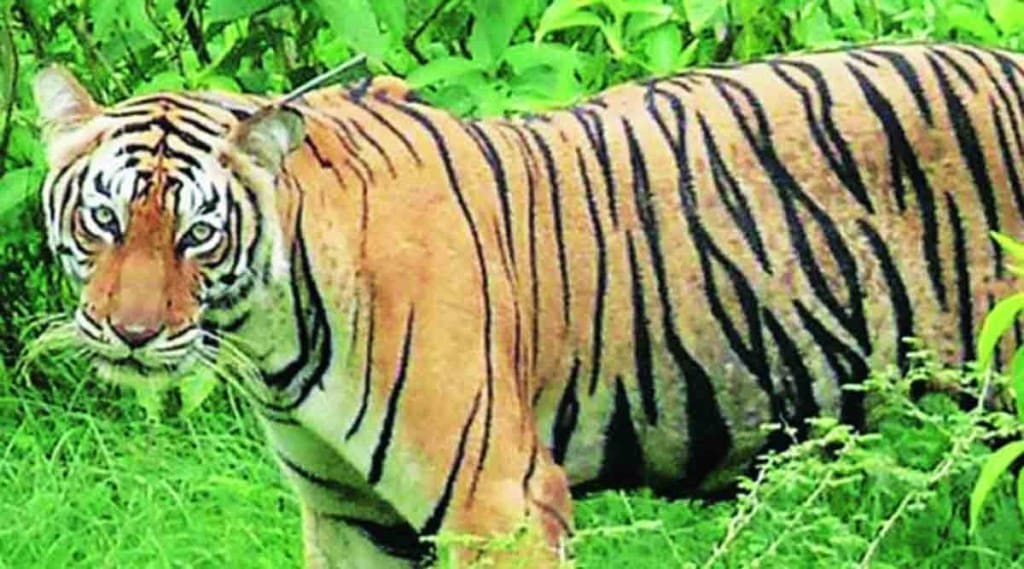 तब्बल दहा महिन्यानंतर ‘व्याघ्र कक्ष समिती’ची सकारात्मक बैठक तब्बल दहा महिन्यानंतर ‘व्याघ्र कक्ष समिती’ची सकारात्मक बैठक
