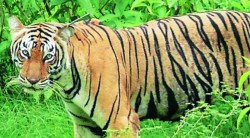 तब्बल दहा महिन्यानंतर ‘व्याघ्र कक्ष समिती’ची सकारात्मक बैठक