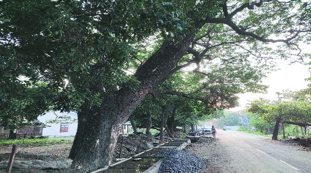 वृक्ष प्राधिकरण समिती नावापुरतीच वृक्ष प्राधिकरण समिती नावापुरतीच