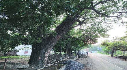 वृक्ष प्राधिकरण समिती नावापुरतीच वृक्ष प्राधिकरण समिती नावापुरतीच