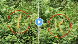 snakes dance video