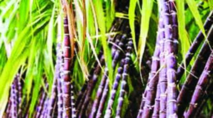 विदर्भातील केवळ एका साखर कारखान्यामध्ये गाळप सुरू!