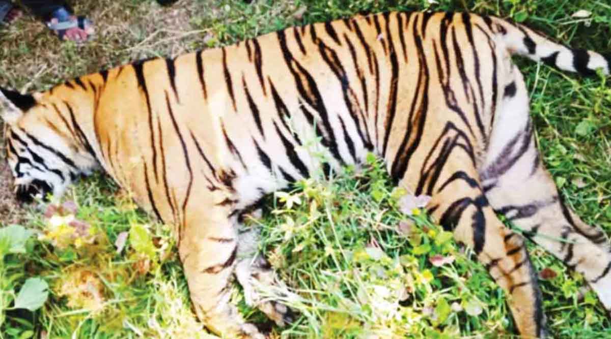 Tiger Deth Death of tiger due to electric shock akp 94 | विजेच्या धक्क्याने ...
