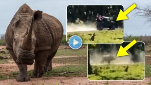 Angry rhino chases tourist van