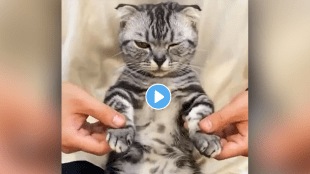 Cat_Dance_Viral