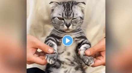 Cat_Dance_Viral